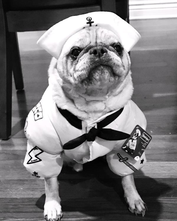 /images/uploads/pug nation rescue of los angeles/2018pugnation/entries/6096.jpg